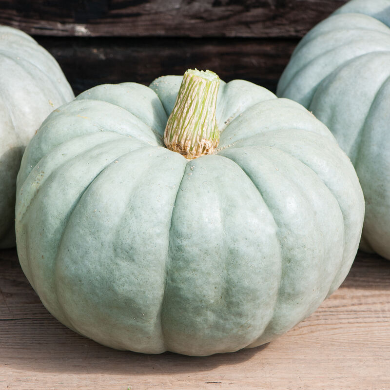 Pumpkin Jarrahdale produces medium to large, average 12-18 pounds., drum-shaped fruit with heavy, rounded ribs and slate-gray skin. Sweet, thick, orange flesh. Long storage. An attractive squash for fall displays as well as food use. Avg. yield: 2-3 fruits/plant. This unique blue‐skinned pumpkin has a beautiful salmon‐orange interior. The flesh quality is firm and has an excellent flavor. This beautiful autumn harvest display is rapidly becoming a standard in fall programs. 