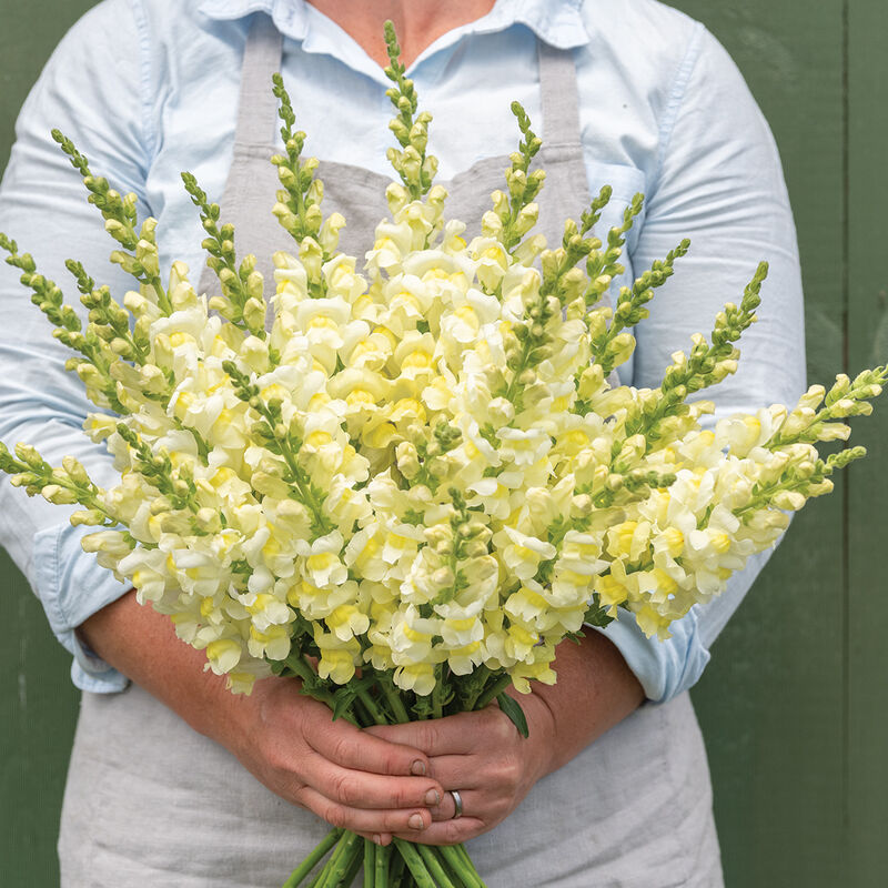 Flower Snapdragon Orleans Early Lemon Yellow 50 Non-GMO, Hybrid Seeds