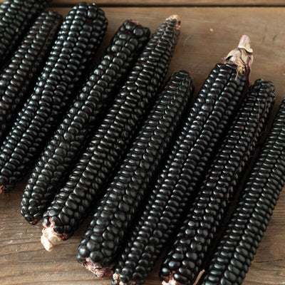 This corn has dark purple kernels and is a beautiful, drought-resistant corn that matures early, even in the North. Spurred by a vision, devoted corn breeder Dave Christensen has worked over 30 years to create a variety with the highest antioxidant content possible. A Navajo elder told Dave that the black kernels are "for healing," and so he selected the darkest kernels from grain corn grown in Montana and the surrounding states.