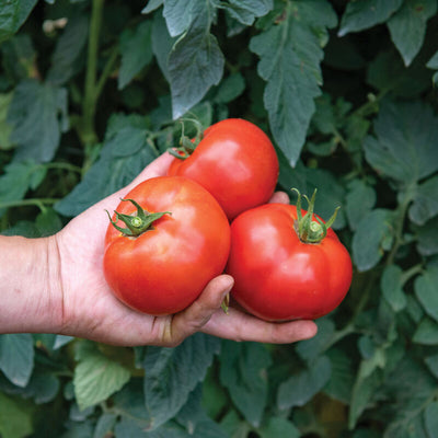 Celebrity tomato is a long-popular variety with good flavor. Medium-large, 7 to 8 ounce, flavorful, globe-shaped, firm red fruits ripen mid-season. Widely adapted. High resistance to fusarium wilt races 1, 2, nematodes, tomato spotted wilt virus, and verticillium wilt. AAS winner. Vigorous determinate. Harvest in about 70 days. Germination rate about 80% or better. 
