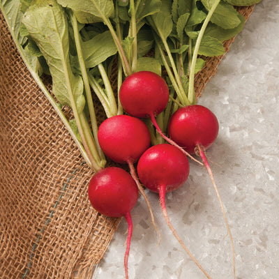 One of the most popular garden varieties for 100 years! Produces early high yields of uniform 1 to 2 inch diameter, bright red globes with crisp, tender, juicy, delicious, mild white flesh. Well suited to growing in containers. Does well in frames and greenhouses for forcing. Excellent for Fresh Markets, Home Gardens. Harvest in about 30 days. Germination rate is about 80% or better. 