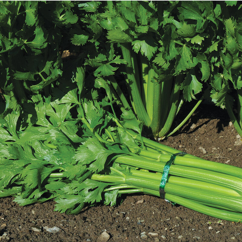 Celery Tango 25 Non-GMO, Organic, Heirloom Seeds