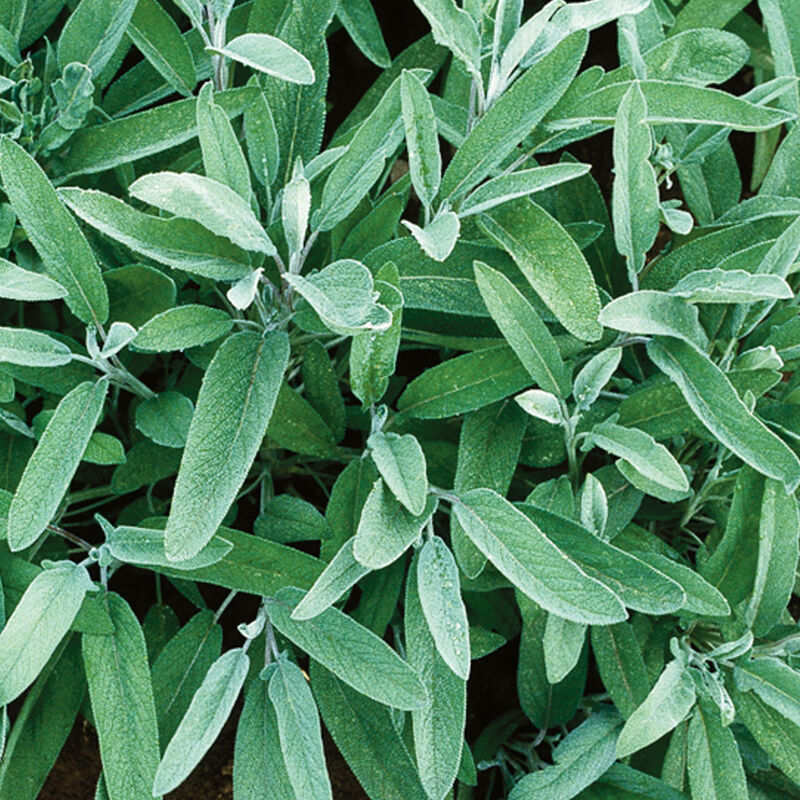 Common Sage is a staple of the herb garden with a wide variety of culinary uses. Dusty, green leaves are used in dressing, sauces, salted herbs, sausage, and tea. Make a good base for dried floral wreaths. Edible, lovely, small lavender flowers appear in early summer. Hardiness zones: 4-8. Harvest in about 80 days. Germination rate about 80% or better. 