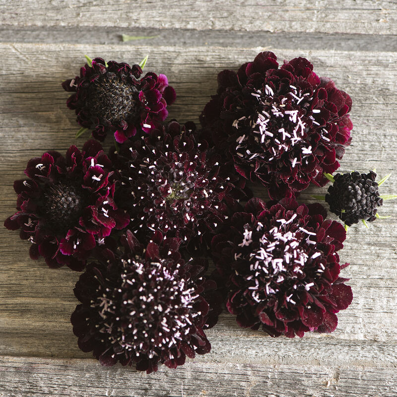 Black Knight Scabiosa has the deepest maroon, almost black blooms. Compact, uniform flowers stand tall on strong, slender stems. A dramatic addition to any bouquet or garden.&nbsp; Average height is 24 to 36 inches. Blooms in 70 days. Germination rate about 70% or better.