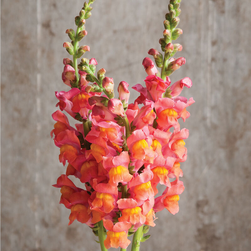 Flower Snapdragon Potomac Orange 50 Non-GMO, Hybrid Seeds