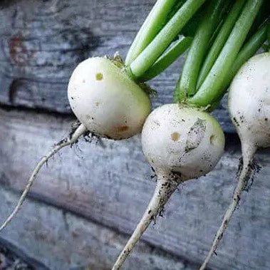 Tasty but mild, "Hailstone" Radish is a delicious white radish that stays very crisp long after harvest. Harvest when radish reaches nearly 1 inch across. Suitable for both spring and fall planting. Harvest in about 30 days. Germination rate about 80% or better. 