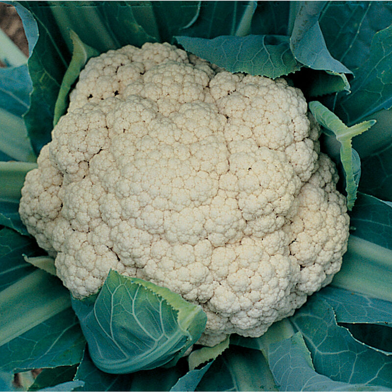 Plant Cauliflower Snow Crown 4.5 Inch Pot