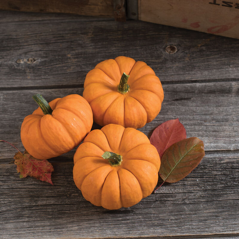 Pumpkin Jill Be Little is a disease-resistant mini ornamental. Uniform and high yielding Jill-Be-Little has a flattened shape and wide, deep ribs. Orange half pound fruits measure 3 to 4 inches in diameter by 2 and 1/2 inches tall. Great for tabletop and window displays.