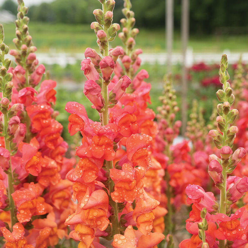 Flower Snapdragon Monaco Orange 50 Non-GMO, Hybrid Seeds