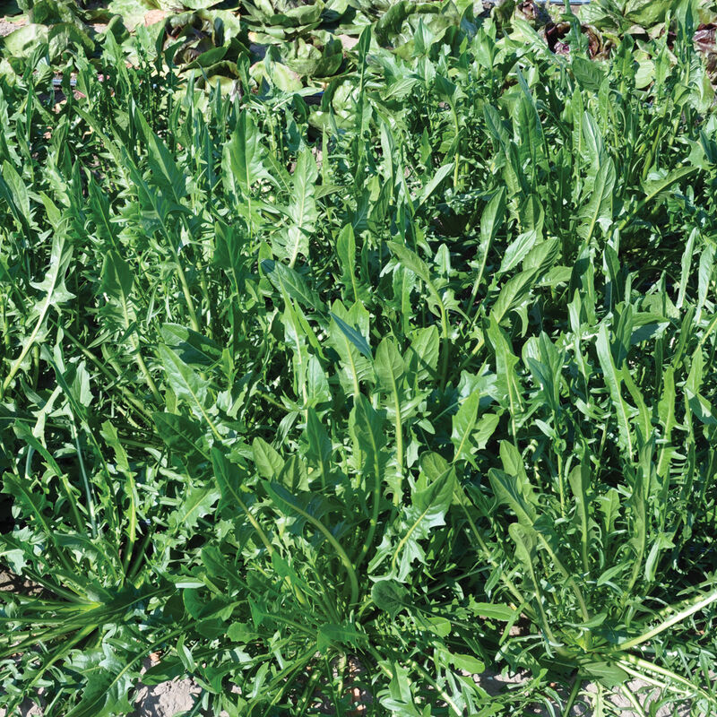 Leafy Greens Chicory Dandelion Italian Felix 25 Non-GMO, Organic, Open Pollinated Seeds