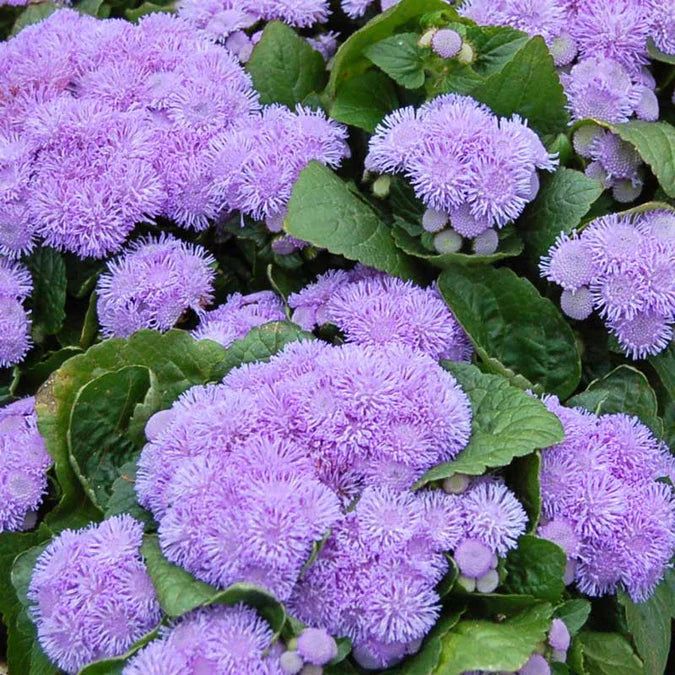 If there’s one ageratum that encapsulates all our feelings about summer, Aloha Blue is it. Clusters of frosted cerulean-purple blooms call to mind crashing waves on the coast of an island in the Pacific, plus all the emotions that come along with a much-needed vacation.