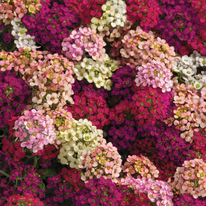 As one of our earliest spring bloomers, Alyssum Easter Bonnet Mix produces darling mounds of low-growing clusters, boasting both color and fragrance.

With such a long blooming time, our Easter Bonnet Mix is the perfect ground cover or garden border.

Its sugary sweet fragrance packaged in doll-sized bouquets comes in a mix of shades from cream and pink to deep magenta.