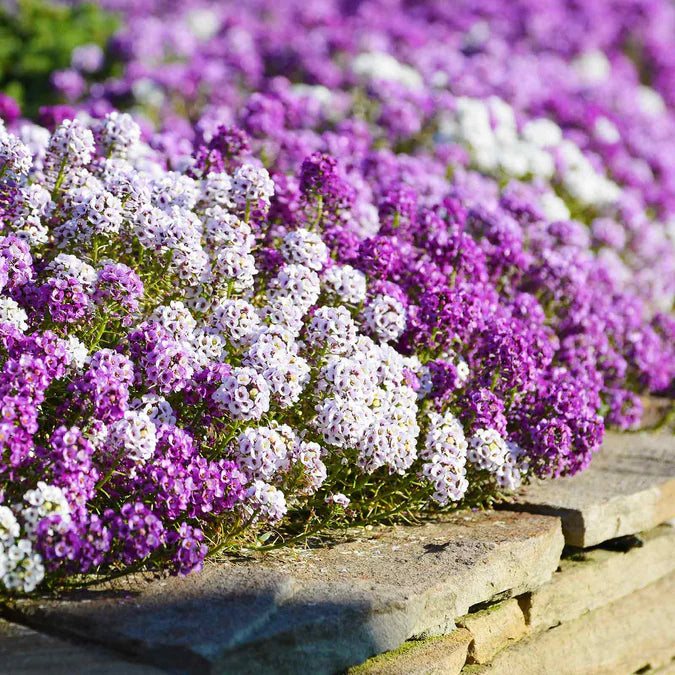 In a lovely mix of pastel shades, this hardy and versatile little ground cover is easy to grow and an ideal way to add some low growing color to your garden. With a spreading tendency and an ability to thrive in sun or part shade and less than ideal soil conditions, Magic Circle Mix Alyssum is a great seed to have around!