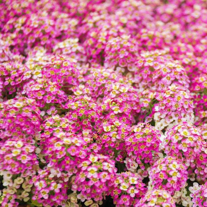 A quick and easy-to-grow flower that makes a great border around a rock garden or even flowing over rock walls.

Even though it only grows 6 inches tall, the cluster of blooms adds strength to your garden game.

Attracts beneficial insects such as lacewings, parasitic wasps, syrphid flies and tachnid flies.