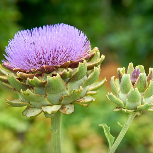 Artichoke Green Globe 25 Non-GMO, Heirloom Seeds