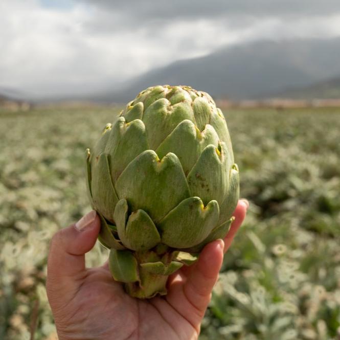 Artichoke Green Globe 25 Non-GMO, Heirloom Seeds