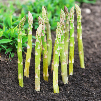 A group of fresh asparagus spears growing out of the ground in a garden setting.