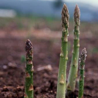 A photo showing fresh asparagus spears growing out of the ground, with soil visible around the base of the plants.