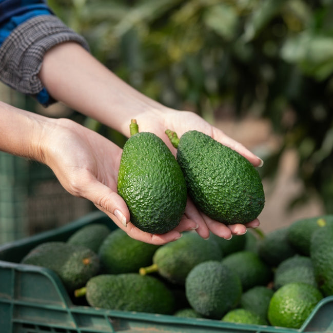 <p>These are trees we started from Avocados we took the pit from that we ate. I think they are the Hass type. We have no idea if these will produce any Avocados, their size and shape.&nbsp;</p> <p>We were not going to sell these but customers have been asking about them. Some have purchased.</p> <p>These trees are about one years old. It will take three to four to produce fruits.</p>