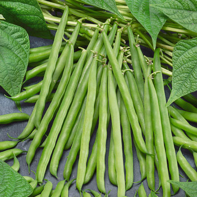 A cluster of fresh green bean pods with leaves, on a dark background.