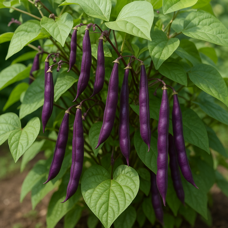 Purple beans hanging from a green plant with a blurred green background