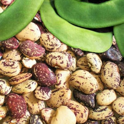 A variety of lima beans with chestnut color and maroon speckles, alongside green lima bean pods.