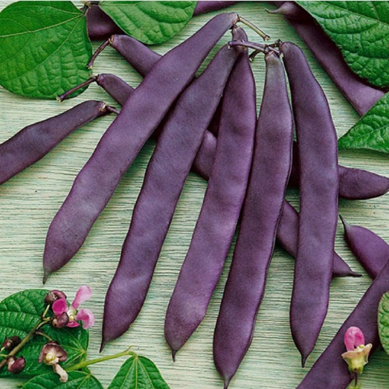 A cluster of purple pole beans with green leaves and flowers in the background.