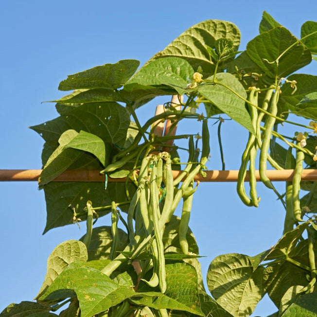 A bean plant with green leaves and slim, elongated pods growing on a support pole against a clear blue sky.