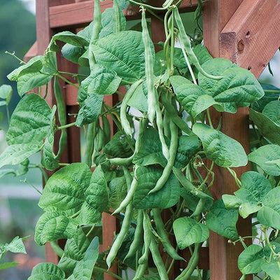 A photo showing a vine of Kentucky Blue beans climbing a wooden trellis, indicating the planting stage of the beans.