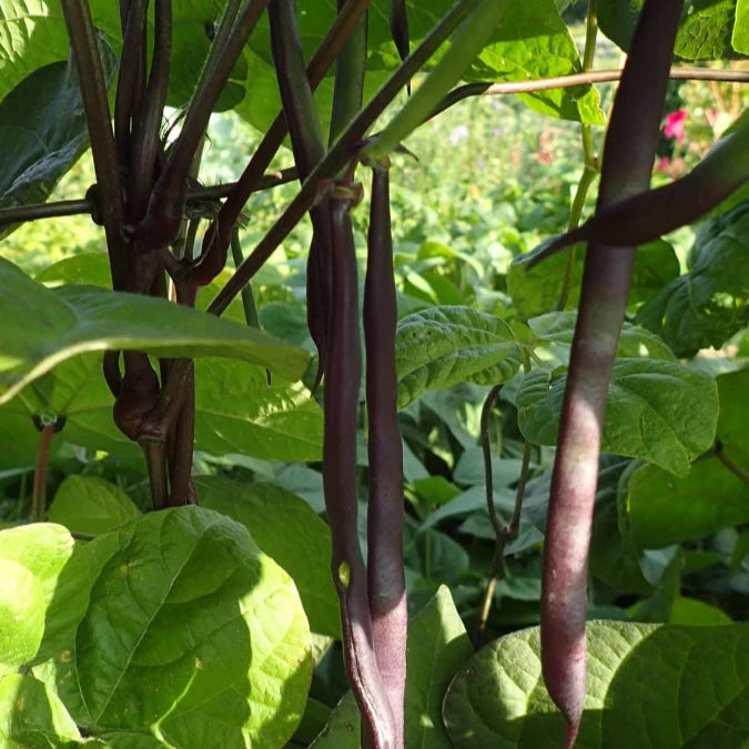 Purple podded pole beans growing on a vine with green leaves in the background.