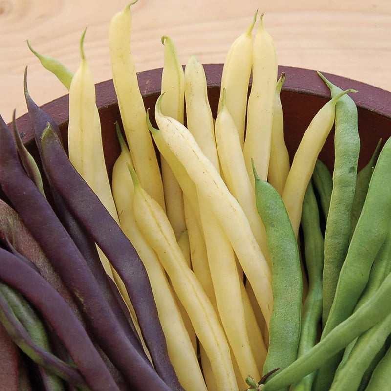 A variety of pole beans in a garden, featuring green, yellow, purple, and red colors.