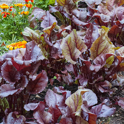 A sought after choice for markets and an draws attention for its striking leaf tops.  Many uses for it's leaves and root for salads or eaten cooked. Harvest in about 60 days, 35 baby leaf; 58 roots. Germination rate about 80% or better. 