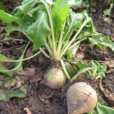 Two white beet with green leaves growing in soil.