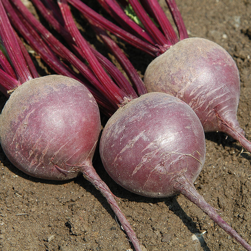 


Merlin Beet has smooth, uniform, round roots with high sugar content.

Tops can be used for bunching.

Beet roots are 3 to 4 inches round which makes a great roasting beet.

Harvest in about 50 days&nbsp;Germination rate about 80% or better.

These beet seeds were organically grown,