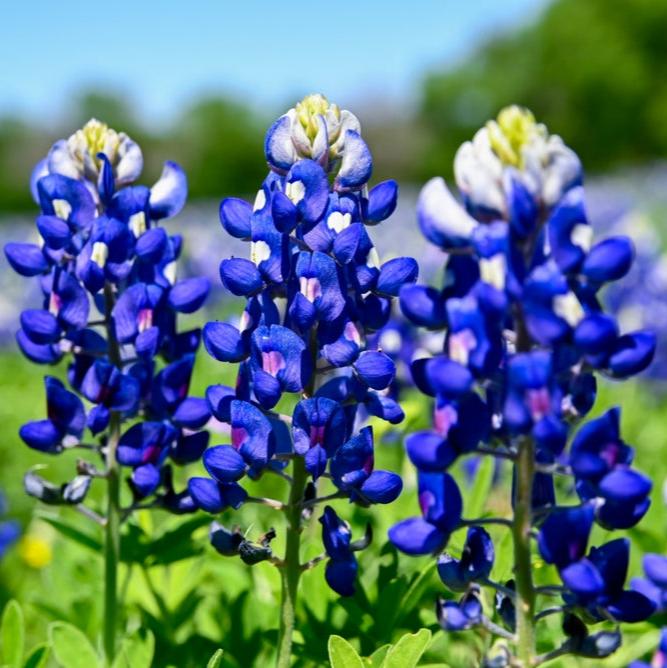 Flower Native Texas Bluebonnet Royal Blue 100 Non-GMO, Open Pollinated Seeds