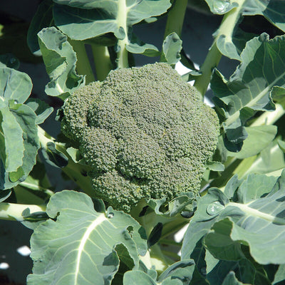 Belstar broccoli has proven to be widely adapted, and has performed particularly well in Florida in the winter.

Belstar broccoli produces heads are medium green and well-domed with a medium-size bead. Strong, stress-tolerant plants with good side-shoot production.&nbsp;

For summer and fall harvest.

Harvest in about 50 days. Germination rate is about 80% or better.