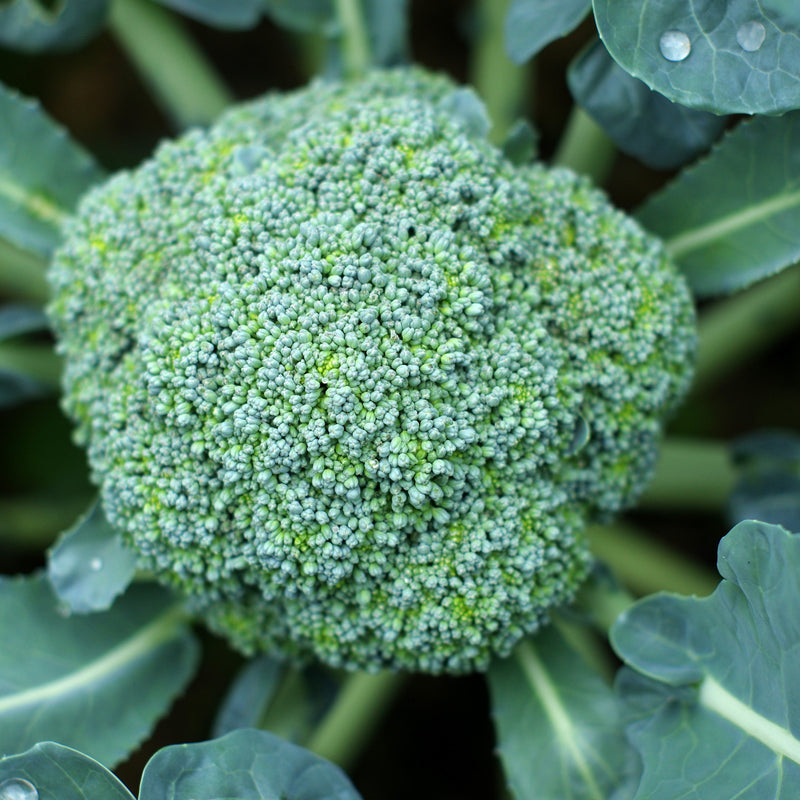 Close-up of a head of broccoli with green leaves and buds, indicating freshness and quality.