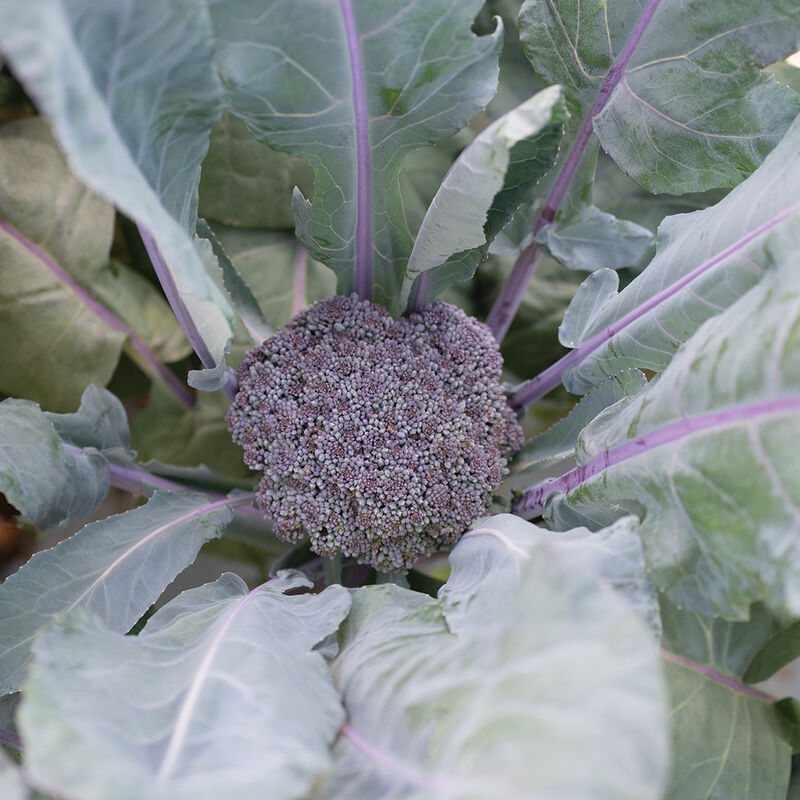 The well-domed heads are a beautiful deep purple overlaid on a dark green background with vibrant, bright violet stems. Suitable for bunching or crowns. Purple Magic has performed very well in cool-weather conditions in coastal regions in California and for fall crops in northern regions of the US. Darker purple and more attractive than other commercial purple types that we have trialed. 2024 AAS Winner.