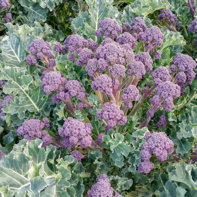 A close-up image of purple sprouting broccoli showing the florets and leaves.