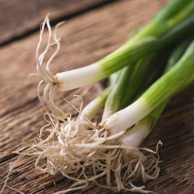 A close-up of fresh bunching onions with white bulbs and green stalks, showing the roots extending outward.