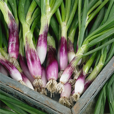A bunch of red bunching onions with green stems and purple bulbs, resting in a wooden crate.