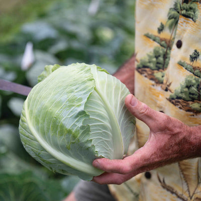 Bronco has become a standard due to its wide adaptability and reliability.
Heads average 3 to 5 pounds and have a short core and very good eating quality.
Bronco cabbage is an upright plant allows for optimal air circulation and less disease pressure.