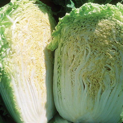 Close-up of a sliced green cabbage showing its texture and layers.