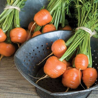 Two buckets of Atlas carrots with green tops and orange roots, placed on a wooden surface.