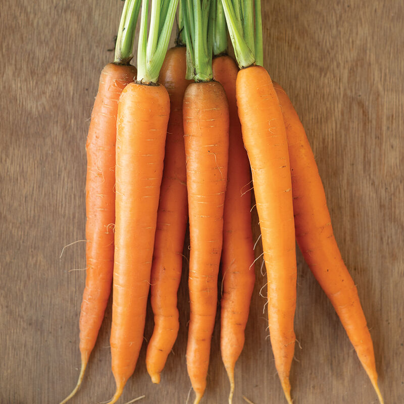 Bulky, early Nantes type. Carrot Caravel has slightly tapered 6 to 7 inch semi- to fully blunted roots that are quick to bulk up.

Flavorful for fresh eating.

Carrot Caravel has strong, vigorous tops to compete with weeds and grow through cooler conditions. Early Nantes type.

These seeds have been grown organically.


Harvest in about 65 days. Germination rate about 80% or better. 