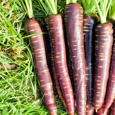 A group of purple-skinned carrots with green tops, laid out on a grassy surface.