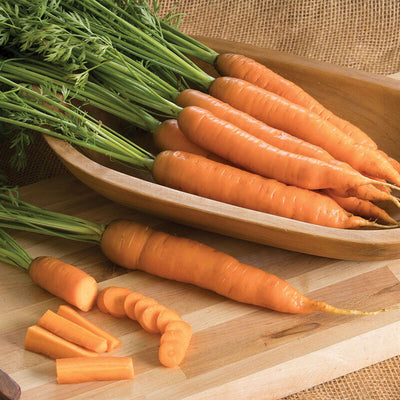 Carrot Napoli is an ideal carrot for overwintering. A specialized variety with a sweet taste when sown in fall for winter harvest. In cold regions sow in the greenhouse.

In mild regions sow Carrot Napoli outdoors in the open or protected with fabric row cover. Overwintered crops will take longer to reach maturity.

Carrot Napoli grows long, bulky, semi-blunt roots with strong tops. Early Nantes type.

These seeds have been grown organically.