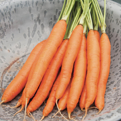 A bunch of fresh carrots with green tops placed on a metal surface.
