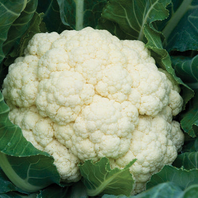 Cauliflower Amazing is a late summer and fall variety.&nbsp;


Cauliflower Amazing produces medium-size plants with domed, solid curds and self-blanching, upright wrapper leaves when well fed.

Tolerant to both heat and cold stress.