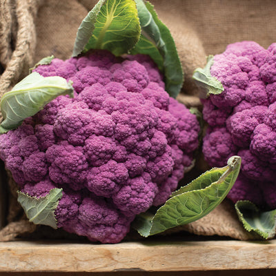 Amethyst cauliflower has attractive bright purple heads borne on large sturdy plants.

Cauliflower Amethyst consistently matures much earlier than other purple varieties with similar good head quality.
Good performance for both summer and fall harvests.
Harvest in about 80 days.&nbsp;Germination rate about 80% or better.